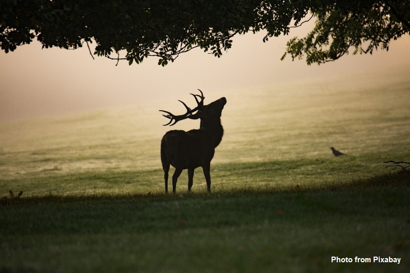 https://www.scotland.greatraveling.com/